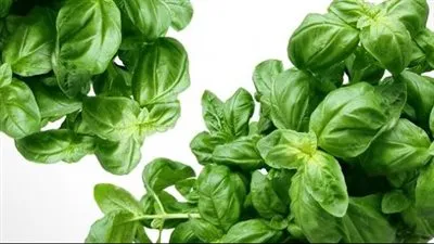 فن العشبيات.. تفتيت حصى الكلى بالطرق الطبيعية وفوائد الأعشاب الفعّالة