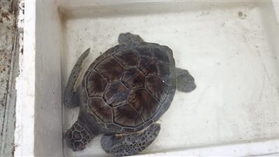 إنقاذ سلحفاة خضراء مهددة بخطر الانقراض بمدينة رأس البر