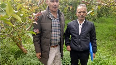 لجنة مرور لمتابعة المحاصيل الزراعية للإرشاد الزراعي في الإسكندرية