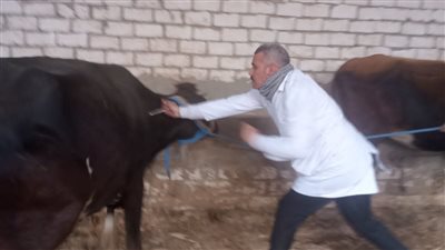 انطلاق الحملة القومية للتحصين ضد الجلد العقدي وجدري الأغنام بالجيزة.. صور