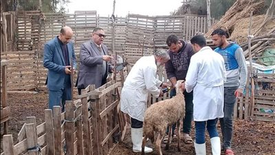محافظ الدقهلية: 15734 رأس ماشية تم تحصينهم ضد مرض الجلد العقدي للأبقار وجدري الأغنام