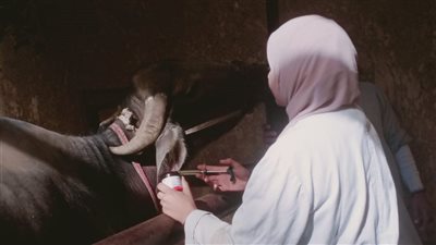 قوافل بيطرية للحفاظ على الثروة الحيوانية والداجنة للتأكد من سلامة المنتجات بالجيزة