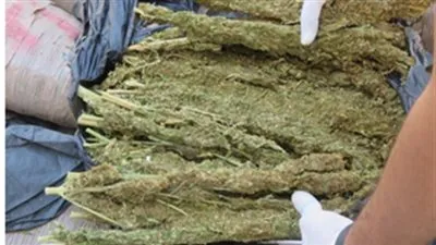 حبس تاجر حشيش وهيدرو بالمعادى 