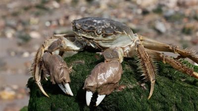 تسبب في خسارة 12 مليار يورو في أوروبا.. ما لا تعرفه عن السلطعون الصيني