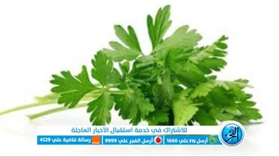 فوائد البقدونس.. كنزٌ أخضر يزخر بفوائد جمة