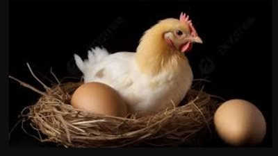 قبل حلول الشهر الكريم.. أسعار الدواجن والبيض اليوم الأربعاء 14 فبراير 2024 وتقلبات الأسواق