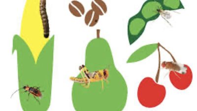 خلال شهر أمشير.. تحذيرات من ظهور آفات زراعية 