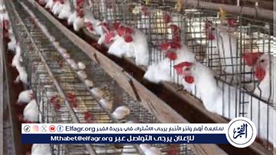شعبة الدواجن: حالة وحيدة لتراجع أسعار الفراخ 60% قبل شهر رمضان