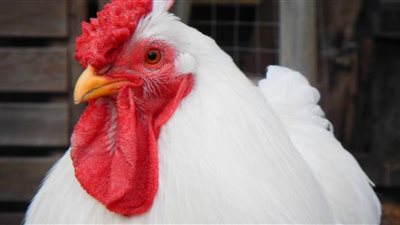 بهذه القيمة.. تراجع جديد في سعر كيلو الفراخ البيضاء اليوم 