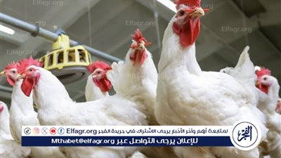 تعاود التراجع| مفاجأة في أسعار الدواجن اليوم.. وهذه قيمة البانيه