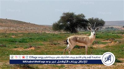 محمية الإمام تركي بن عبدالله الملكية تقيم لقاءً افتراضيًا لـ 