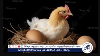 أسعار الدواجن اليوم 2024.. لحمة ولا فراخ؟ تحديث مستمر بعد الارتفاع المفاجئ