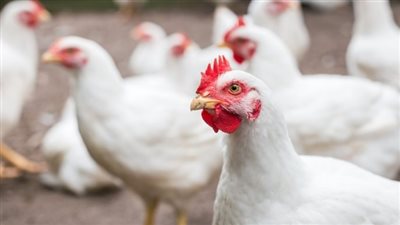 أسعار الدواجن اليوم الأحد 11 فبراير 2024