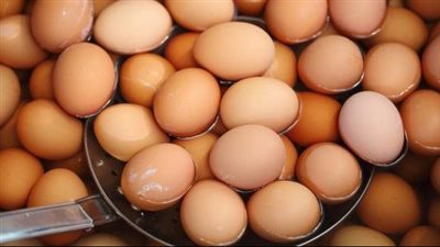 بكام النهارده.. سعر كرتونة البيض اليوم الإثنين 12 فبراير 2024 