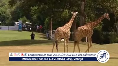 مشاهدة فيديو 
