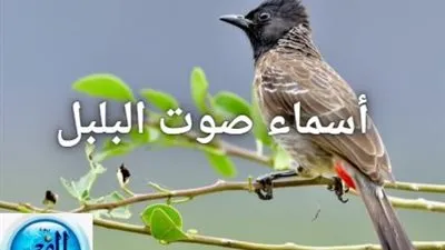 تغريد الطيور.. تعرف على أسماء صوت البلبل 
