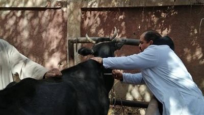 تحصين 183 ألف رأس ماشية ضد مرض التهاب الجلد العقدي وجدري الأغنام بالمنوفية
