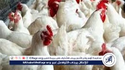 نائب جمعية المربين يكشف تفاصيل صادمة بشأن نفوق الدواجن.. ومدير معهد الأمصال يُعلق 