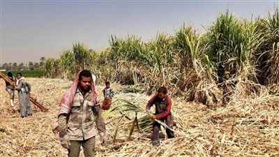 انطلاق موسم حصاد القصب بسوهاج 