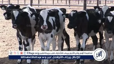 الحجر الزراعي: مصر تستورد أكثر من 52 ألف رأس ماشية سنويًا من البرازيل 