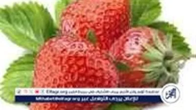 بمناسبة رمضان.. تعرف على طريقة تخزين الفراولة الصحيحة لرمضان 