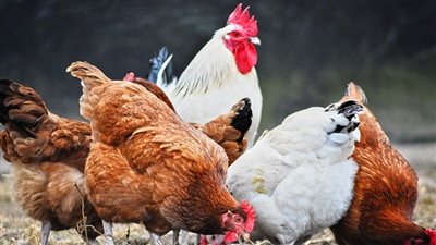 اعرف البيض وصل كام.. أسعار الدواجن والفراخ البيضاء + البيض في جميع المحلات والأسواق المصرية 