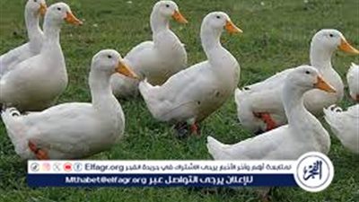  كم سعر كتكوت البط بأنواعه؟ تعرف علي أسعار الفراخ اليوم 24 فبراير 2024 للمُستهلك في بورصة الدواجن