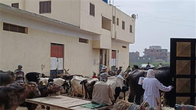 بيطري الشرقية ينظم قافلة طبية بيطرية مجانية بقرية شهداء بحر البقر 2