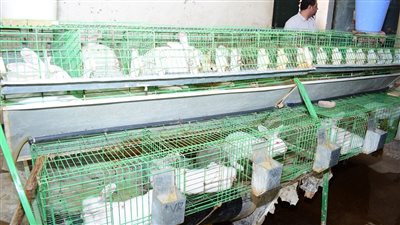 رئيس جامعة سوهاج يشيد بمنتجات وحدتي الإنتاج الحيوانى والزراعي 