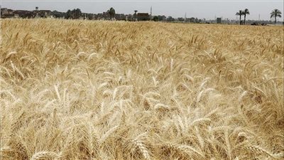 خاص.. وكيل زراعة سوهاج: تجاوزنا مستهدف زراعة القمح بـ175 ألف فدان