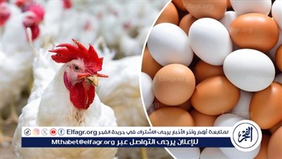 أسعار الفراخ انهاردة في مصر بعد الزيادة الأخيرة 