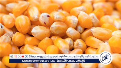 لسه في أمل.. أسعار طن الذرة الصفراء اليوم الإثنين 19 فبراير في مصر