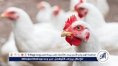 أسعار الدواجن والبيض اليوم الثلاثاء 20 -2-2024 في الدقهلية