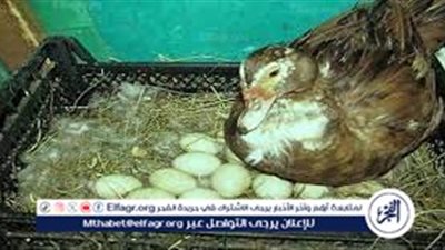 تفسير حلم بيض البط في المنام للعزباء والمتزوجة