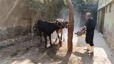 محافظة الجيزة: رش وتجريع رؤوس الماشية بمزغونة 