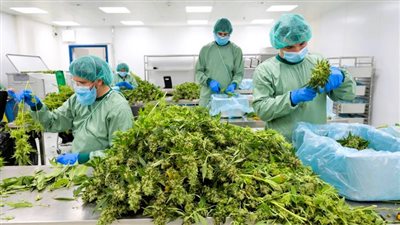 ألمانيا تتفنن استخدام الحشيش