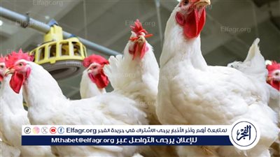 بدأت ترخص تاني.. انخفاض أسعار الدواجن اليوم السبت 24 فبراير 2024 في مصر 