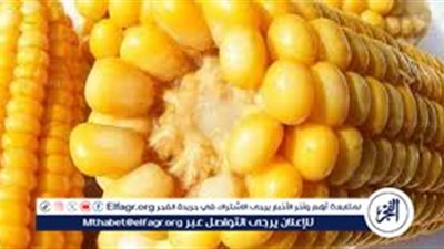 تحليل أسعار الذرة الصفراء في مصر.. الاتجاهات اليومية وتأثيرها على الزراعة والأعلاف