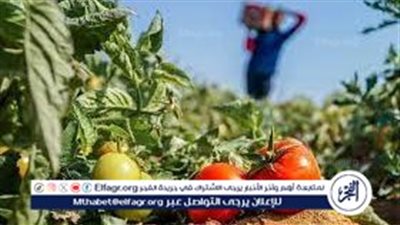 كيفية تخزين الطماطم بشكل صحيح لرمضان