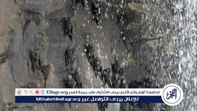 صور طائر الأبابيل.. حقائق ومغالطات تنتشر عبر وسائل التواصل الاجتماعي