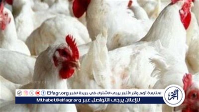 تراجع ملحوظ.. أسعار الدواجن اليوم الإثنين 26 فبراير في مصر