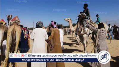 انطلاق البطولة التنشيطية لسباق الهجن بحاجر المساوية بإسنا جنوب الأقصر