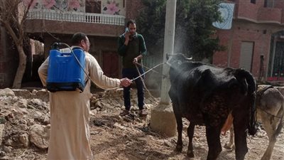 بيطري الجيزة: تنفيذ قوافل علاجية مجانية وندوات إرشادية جنوب المحافظة