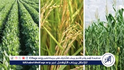 أسعار تقاوي المحاصيل لموسم الصيف 2024: تفاصيل الإعلان والتصنيفات