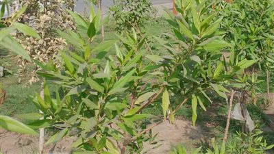 محافظ المنوفية يتابع جهود الوحدات المحلية في تنفيذ أعمال مبادرة 100 مليون شجرة