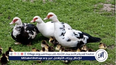 تحديث أسعار البط البلدي وكتاكيته في السوق المصرية