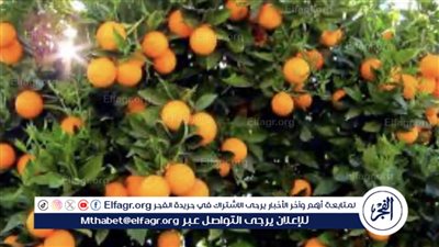 استشاري تنمية: صادرات مصر من الموالح تصل لـ 7 ملايين طن (فيديو)