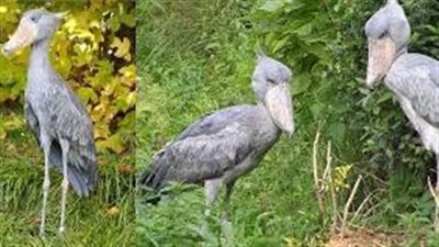 أبو مركوب.. جوهرة قارة إفريقيا المهددة بالانقراض