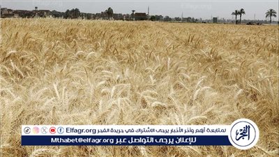بشرى سارة للمزراعين بشأن أسعار أردب القمح (فيديو)
