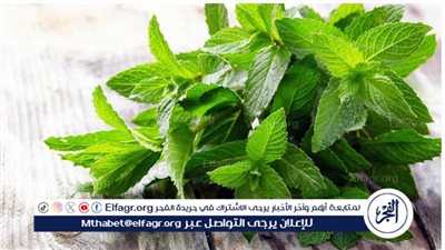 كل ما تريد معرفته عن النعناع.. الفوائد والأضرار